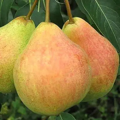 Груша ЛЮБИМИЦА ЯКОВЛЕВА в Речице