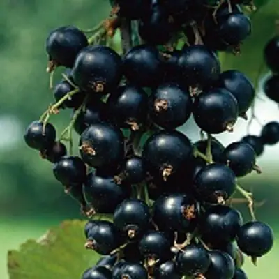 Смородина чёрная ВЕЛОЙ (ЛЕНИНГРАДСКАЯ СЛАДКАЯ) в Речице