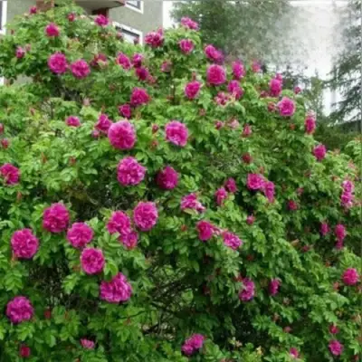 Шиповник ХАНСА в Речице