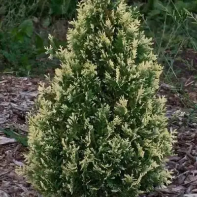 Туя БРАБАНТ ВАРИЕГАТТА западная в Речице