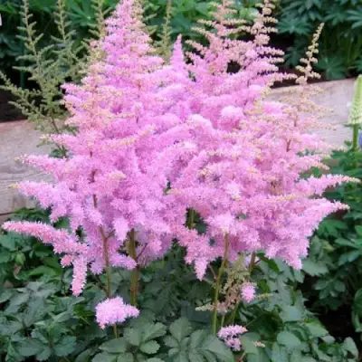 Астильба ГИАЦИНТ Арендса в Речице