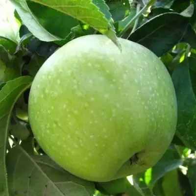 Яблоня РЕНЕТ СИМИРЕНКО в Речице