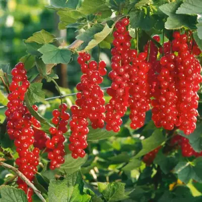 Смородина красная РУДНЕУС в Речице