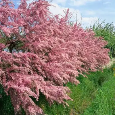 Тамарикс ПИНК КАСКАД в Речице