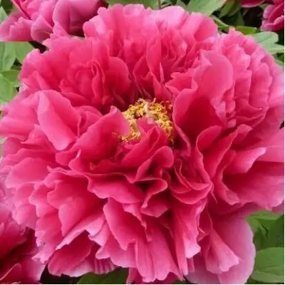 Пион КОРОЛЕВСКИЙ ЦВЕТОК древовидный в Речице