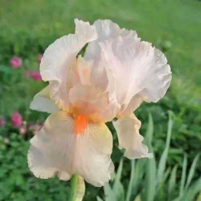 Ирис ПАТИ ДРЕСС бородатый в Речице