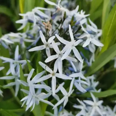 Амсония иволистная в Речице