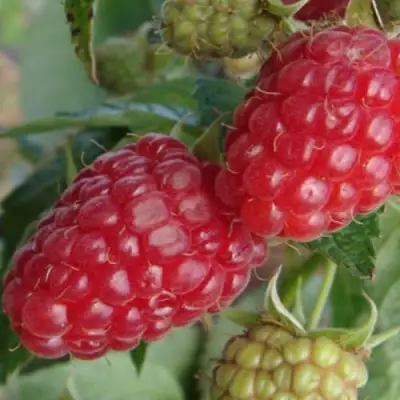 Малина РАДЗИЕВА в Речице