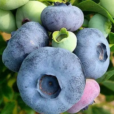 Голубика ПАТРИОТ в Речице