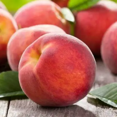 Персик МАЙСКИЙ ЦВЕТОК в Речице