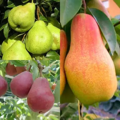 Комплект ГРУШЕВОЕ АССОРТИ в Речице