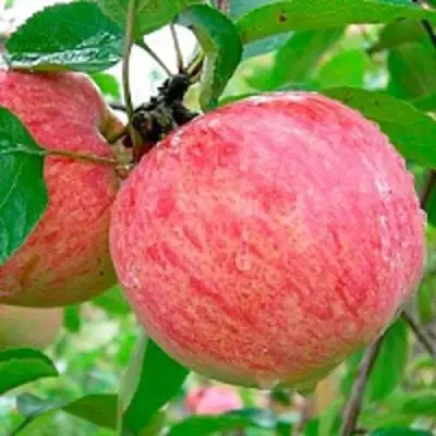 Яблоня КОРИЧНОЕ ПОЛОСАТОЕ в Речице