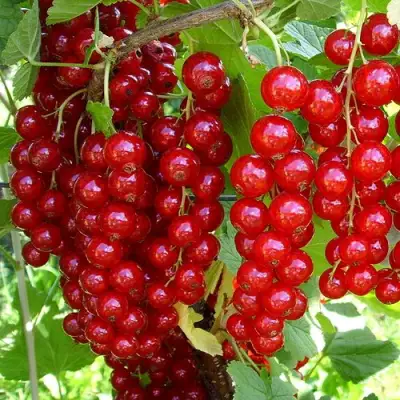 Смородина красная ЙОНКЕР ВАН ТЕТЦ в Речице