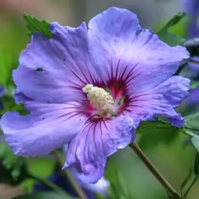 Гибискус МАРИНА сирийский в Речице