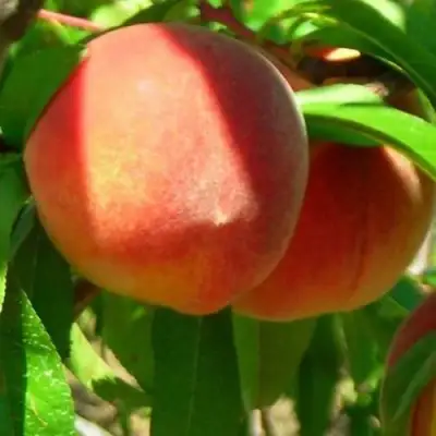 Персик РЕД ХЕВЕН в Речице