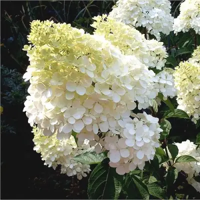 Гортензия ДИАМАНТИНО метельчатая в Речице