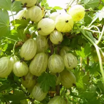 Крыжовник ИНВИКТА в Речице