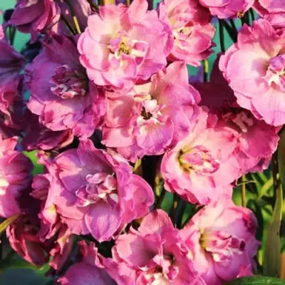 Дельфиниум ДЕЛЬФИС ПИНК ПАУЭ высокий в Речице