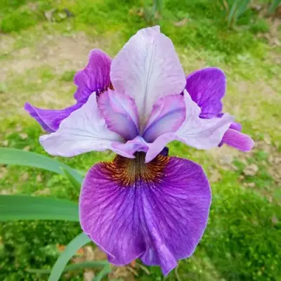 Ирис ЛАЙТ ОВ ХАРТ сибирский в Речице