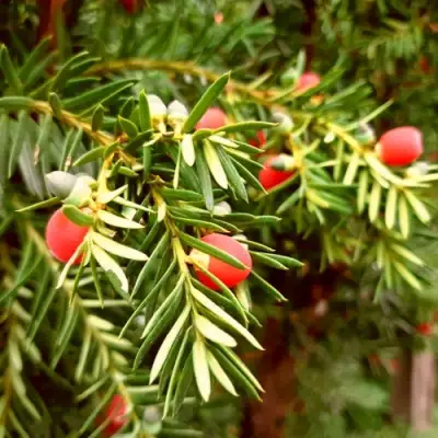 Тис ДАВИД ягодный в Речице