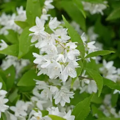 Дейция шершавая в Речице