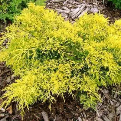 Можжевельник КИНГ ОФ СПРИНГ средний в Речице