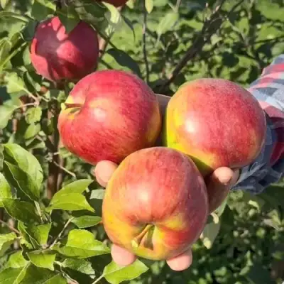 Яблоня ПОСПЕХ в Речице