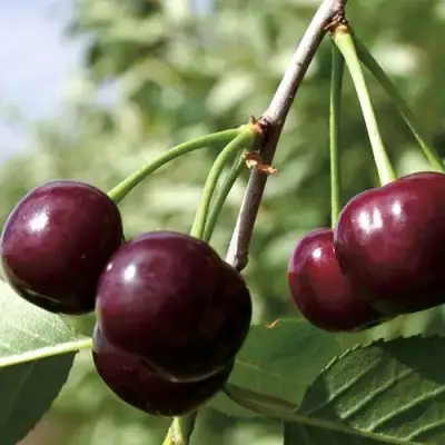 Дюк КСЕНИЯ (ЧЕРЕВИШНЯ) в Речице