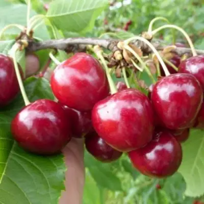 Вишня КОЛОННОВИДНАЯ  в Речице