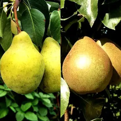 Комплект ДУЭТ в Речице