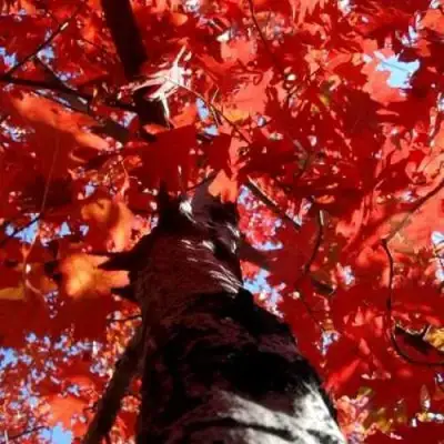 Дуб красный в Речице