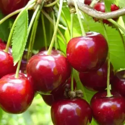 Вишня ХАРИТОНОВСКАЯ в Речице