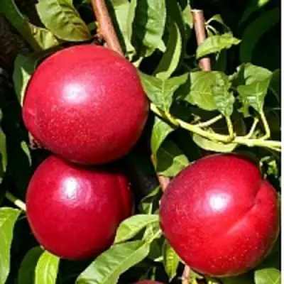 Нектарин ХАРКО в Речице