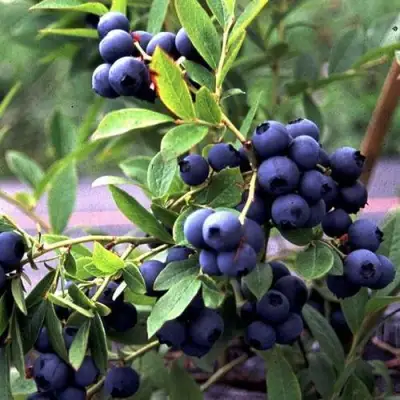 Голубика ДЖЕРСИ в Речице