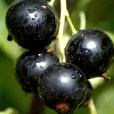 Смородина чёрная ВИНОГРАДНАЯ в Речице