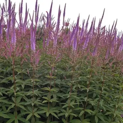 Вероникаструм ФАСЦИНЕЙШН в Речице