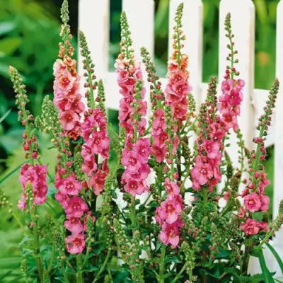 Коровяк ПИНК ДОМИНО гибридный (вербаскум) в Речице