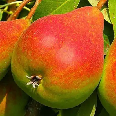 Груша ГЕРА в Речице