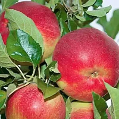 Яблоня СЕНАТОР колонновидная в Речице