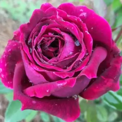 Роза РОЯЛ ПАЛАС японская в Речице