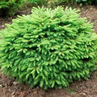 Ель НИДИФОРМИС обыкновенная в Речице