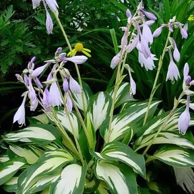 Хоста КРИСМАС КЭНДИ гибридная в Речице