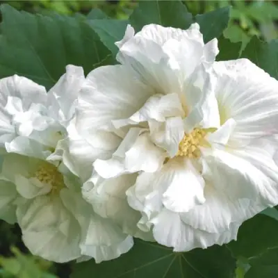 Гибискус АДМИРАЛ ДЕВЕЙ сирийский в Речице