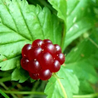 Княженика ЭЛПЕ в Речице