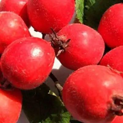 Боярышник КРУПНОПЛОДНЫЙ в Речице