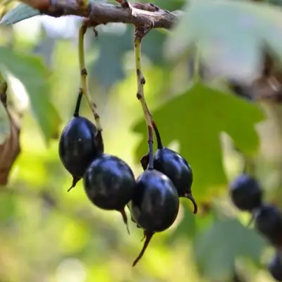 Смородина золотистая ДУСТЛИК в Речице