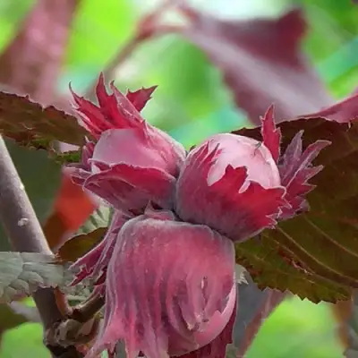 Фундук КАРДИНАЛ в Речице