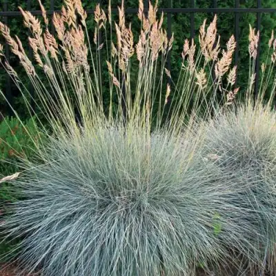 Овсянница ЭЛАЙДЖА БЛЮ в Речице