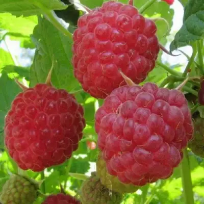 Малина НОВОСТЬ КУЗЬМИНА в Речице