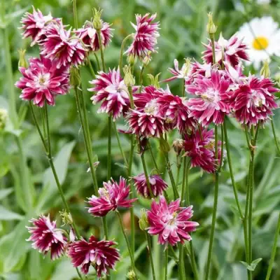 Аквилегия БАРЛОУ НОРА гибрид МакКаны в Речице